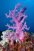 Layang Layang, Borneo Dive Holiday, Malaysia - nudibranch.